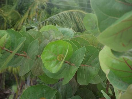 Greening Our Lives: Homemade Laundry Detergent