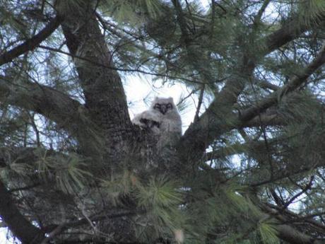 Blown-Away Baby Owl Boosted Back to its Nest