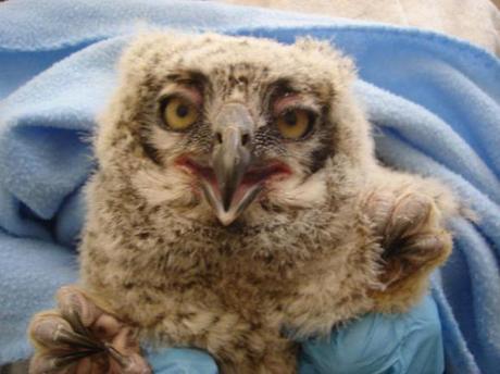 Blown-Away Baby Owl Boosted Back to its Nest