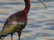 Possible White-faced Glossy Ibis Hybrid