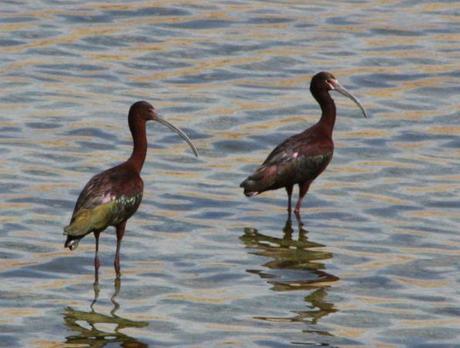 Possible White-faced x Glossy Ibis Hybrid