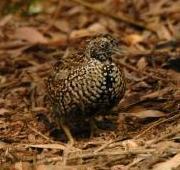 Quail