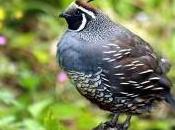 Featured Animal: Quail