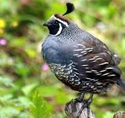 Quail