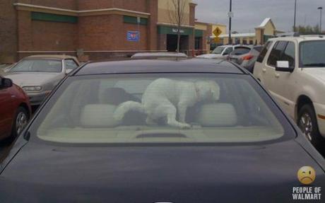 The Top Ten Dogs of Walmart: Uncaged, Unleashed & Unbelievable!