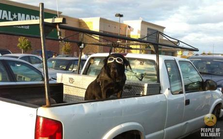 The Top Ten Dogs of Walmart: Uncaged, Unleashed & Unbelievable!