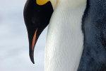 Emperor Penguin