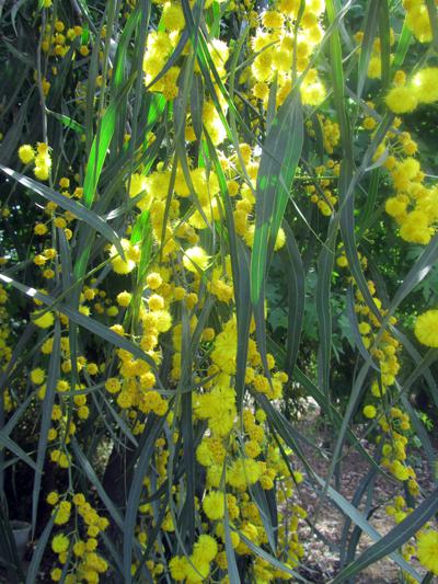 Mimosa in Turkey