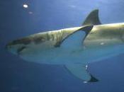 Featured Animal: Great White Shark