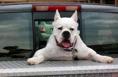 Top Ten Dogs Of Walmart: Uncaged, Unleashed And Unbelievable!