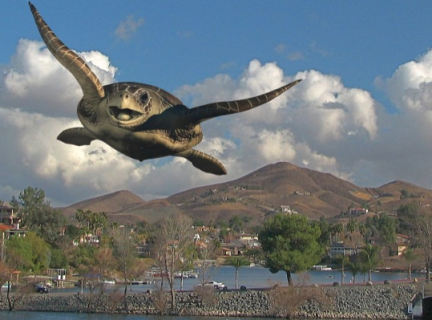 Flying Turtle photo from Friday Flyer