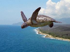 When Turtles Fly?