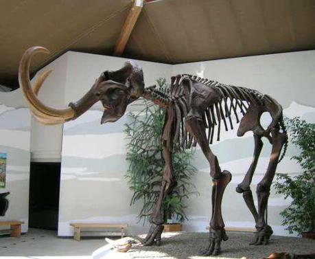 Wooly mammoth skeleton: image via wikipedia.org