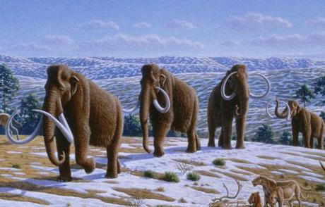 Restoratiion of wooly mammoths during Pleistocene age in northern Spain: image via wikipedia.org