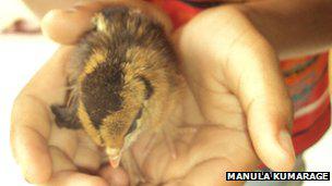 Live chick born by mother hen: image via bbc.co.uk