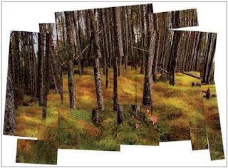 David Hockney Landscape
