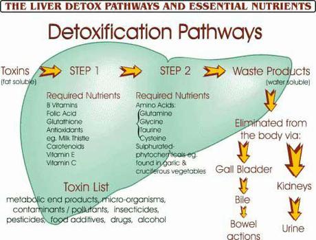 How Your Body Detoxifies Itself (Hint: It’s NOT By Taking Laxatives!)