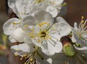 Plant Week: Prunus Domestica ‘Victoria’