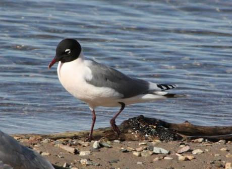 Lake Havasu Birding–4/21/2012