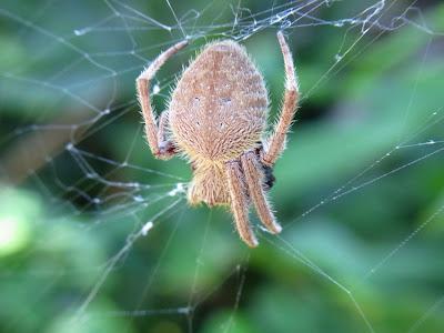 Hanging around in autumn