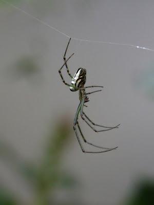 Hanging around in autumn