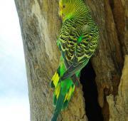 Budgerigar