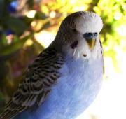 Budgerigar