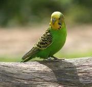 Budgerigar