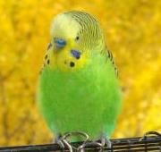 Budgerigar