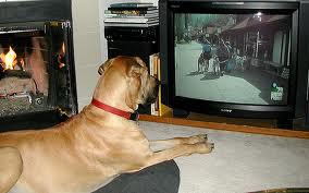 Television is Going to the Dogs with  DogTV