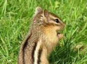 Featured Animal: Chipmunk