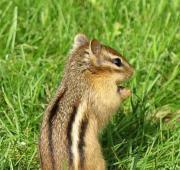 Chipmunk