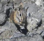 Chipmunk