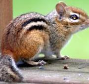 Chipmunk