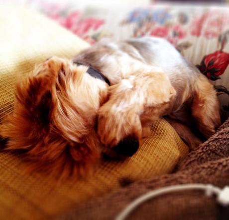 Shameless Sunday’s