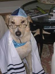 Happy Bark Mitzvah! -- Today I am a Dog!