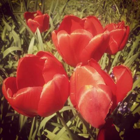 Instagram, iPhone 4S, tulips