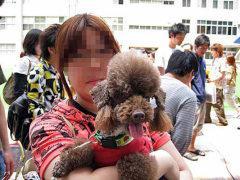 Toy Poodle Joins Japan's Top Cop Dogs, Takes a Big Bite Out of Crime
