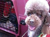 Poodle Joins Japan's Dogs, Takes Bite Crime