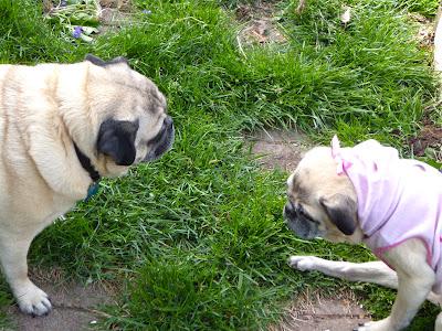 Spring Gardening With Buddy