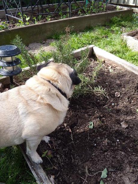 Spring Gardening With Buddy