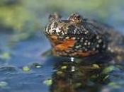 Featured Animal: Fire-Bellied Toad