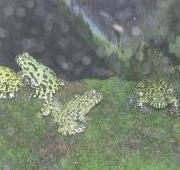 Fire-Bellied Toad
