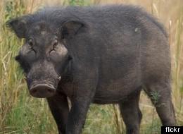 Accidental Shooting of Florida Woman Whose Boyfriend Mistook her for a Wild Hog