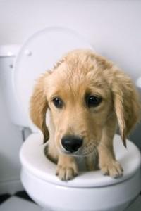 What If Your Dog Gets Diarrhea?