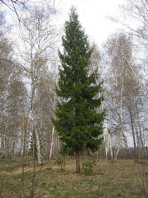 Picea abies, single tree. Russia, Ivanovo Dist...