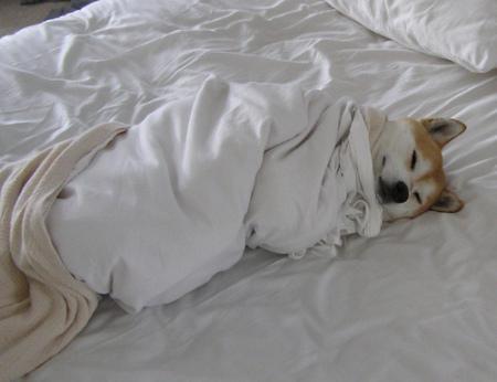 13 Sleeping Dogs That Will Make You Chuckle
