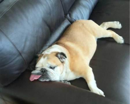 13 Sleeping Dogs That Will Make You Chuckle