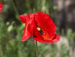 Poppies, unknown was that would see a lot more of them