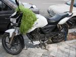 Motorbike with clump of Sabzeh (green sprouts)